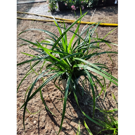 Carex ‘Irish Green’