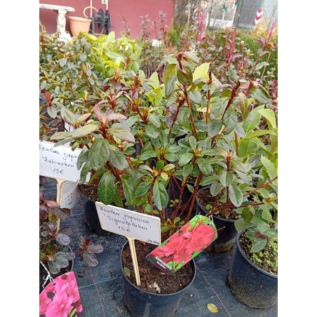 Azalea Japonica Signalgluten