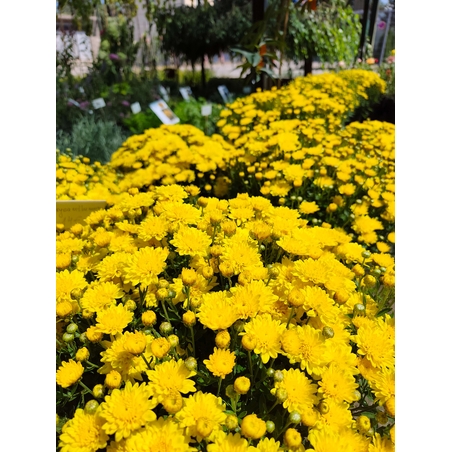 Chrysanthemum × morifolium (Градинска хризантема)