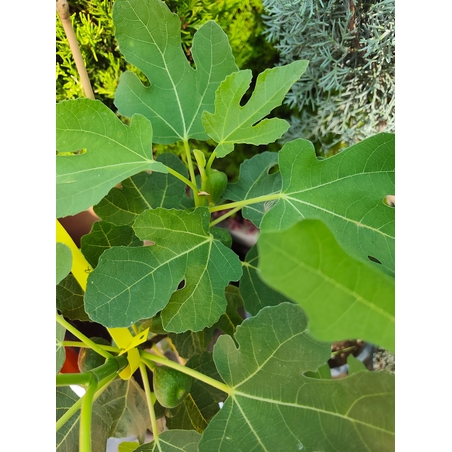 Ficus carica (Смокиня)