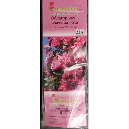 Увивна роза на гол корен