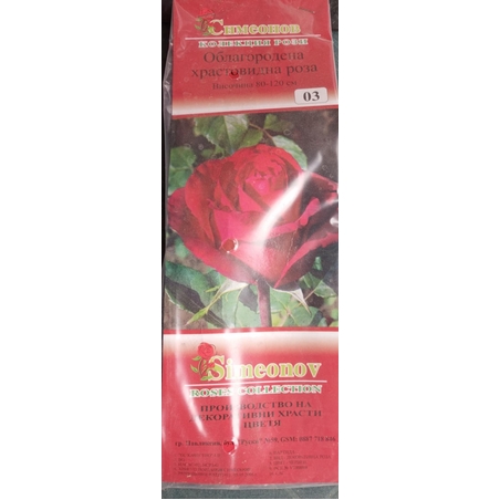 Храстовидна роза на гол корен