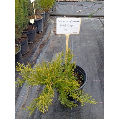 Juniperus x pfitzeriana Gold Coast