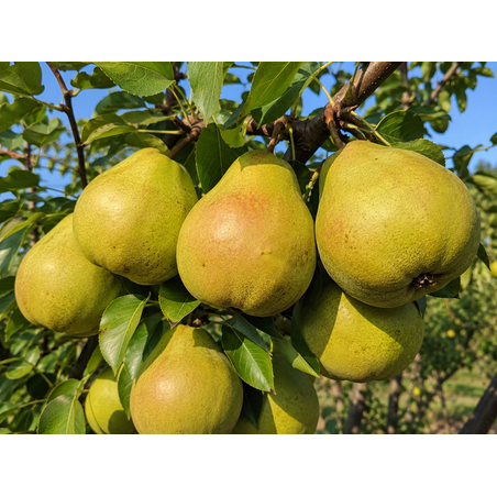 Pyrus communis 'Passe Crassane' (Круша 'Пас Красан')