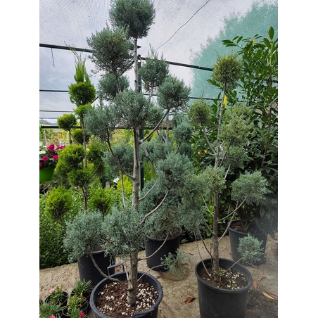 Топиар Пон Пон Cupressus arizonica