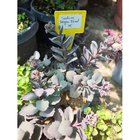 Sedum spurium 'Dragon's Blood'