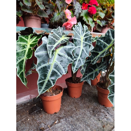 Alocasia Polly ( слонско ухо )