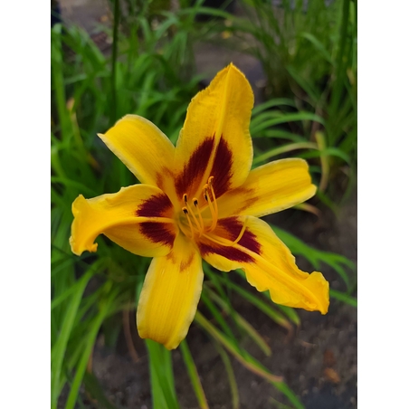 Hemerocallis