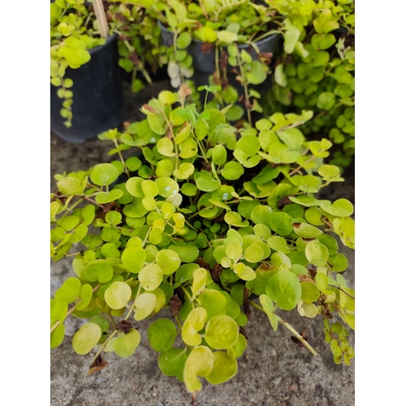 Lysimachia nummularia (Лизимахия)