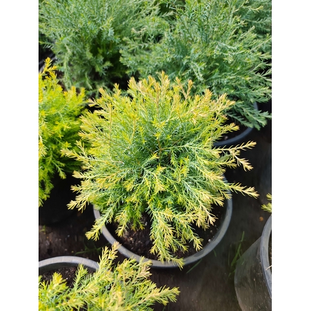 Thuja occidentalis 'Rheingold'