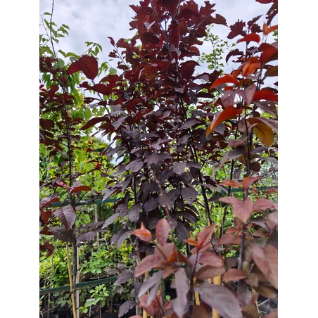 Prunus cerasifera 'Nigra' (Червенолистна джанка)