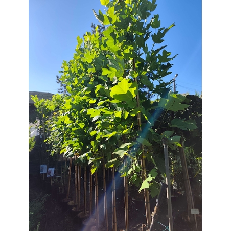 Liriodendron tulipifera (Лалеево дърво)