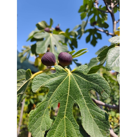 Ficus carica (Смокиня)