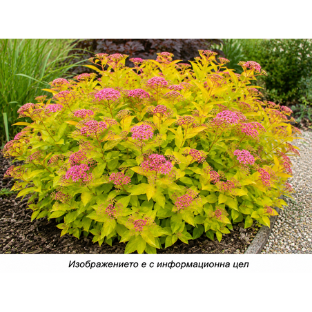 Spiraea japonica 'Goldmound'