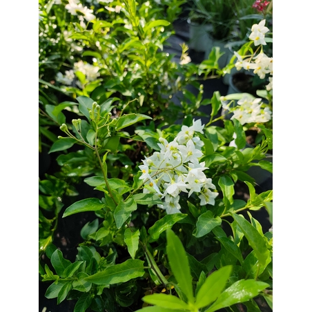 Solanum jasminoides (Картофен жасмин)