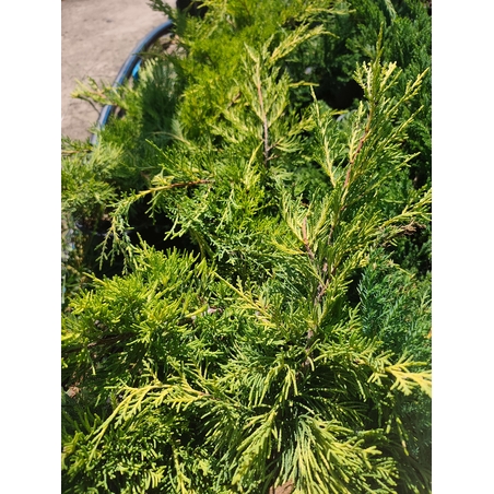 Juniperus horizontalis 'Lime Glow'
