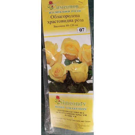 Храстовидна роза на гол корен