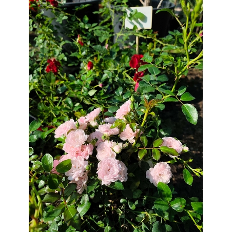 Rosa Mini (Мини роза)
