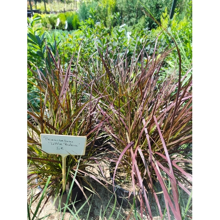 Pennisetum setaceum 'Rubrum'