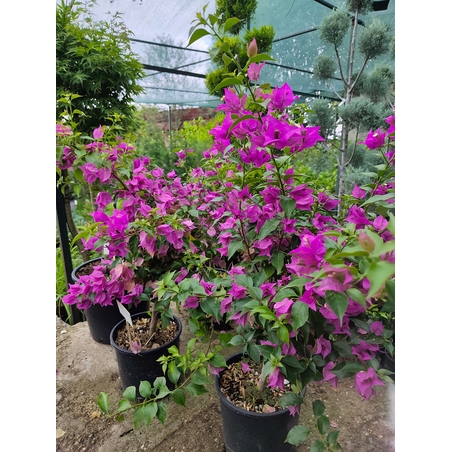 Bougainvillea (Бугенвилея)