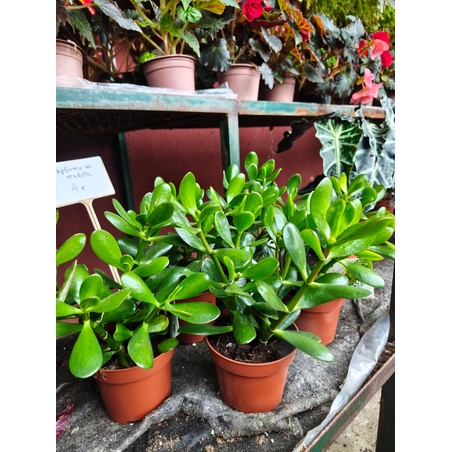 Crassula ovata ( дървото на живота )