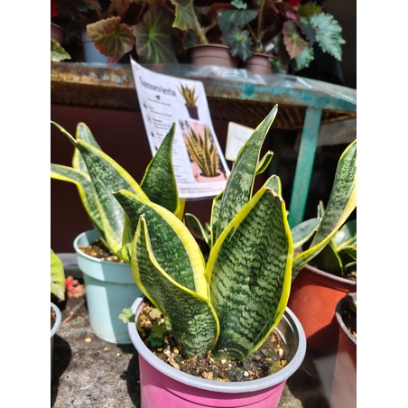 Dracaena trifasciata (Сансевиера)