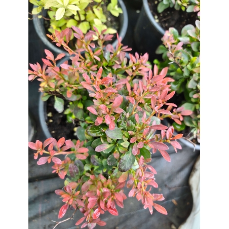 Berberis thunbergii 'Bagatelle'
