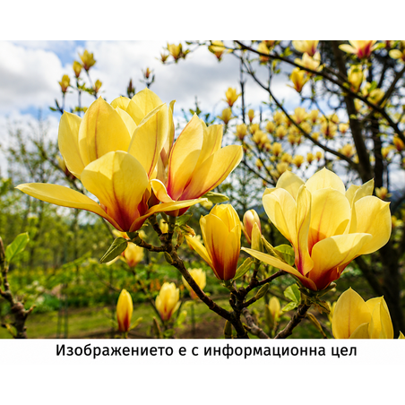 Magnolia 'Sunsation' Дървовидна