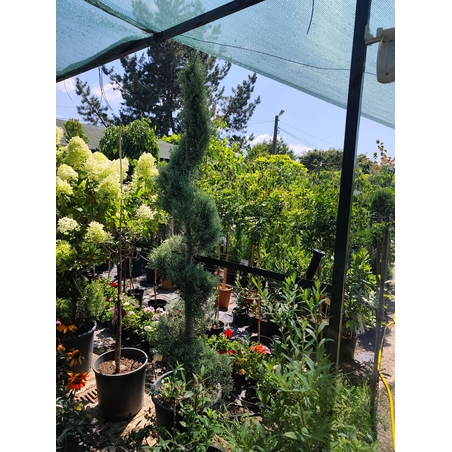Топиар спирала Cupressus arizonica