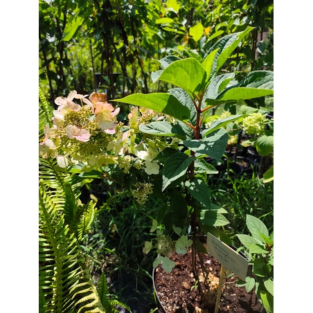 Hydrangea paniculata (Метличеста хортензия)