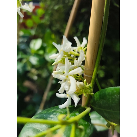 Trachelospermum jasminoides (Звездовиден жасмин)