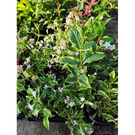 Weigela florida ‘Nana Variegata’