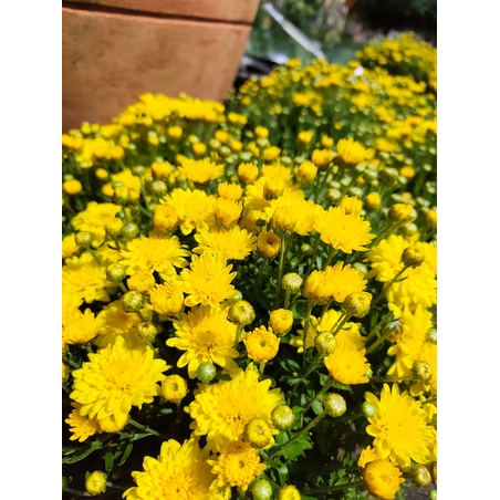Chrysanthemum × morifolium (Градинска хризантема)