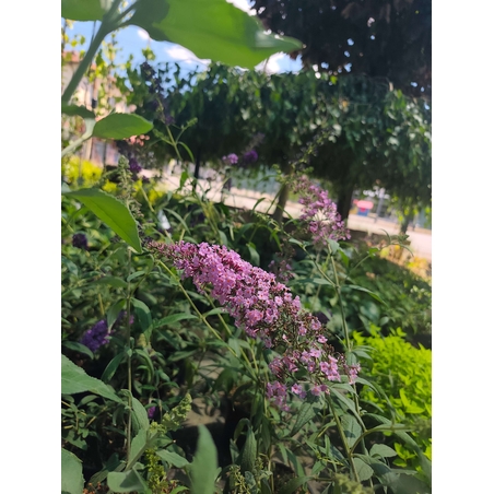 Buddleja davidii (Будлея, Пеперуден храст)