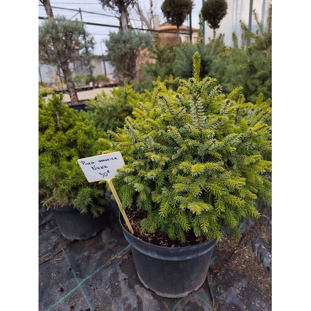 Picea omorika Nana