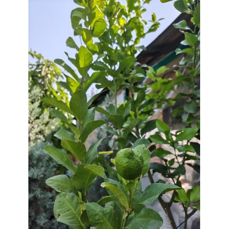 Citrus limon (Лимон)