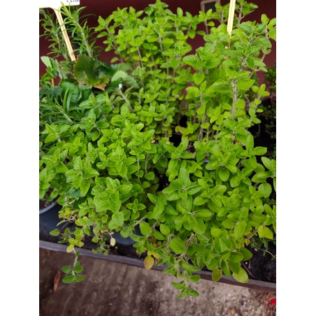 Origanum vulgare ( риган )