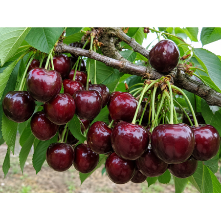Prunus avium 'Germersdorfer' (Череша 'Гермерсдорфска')