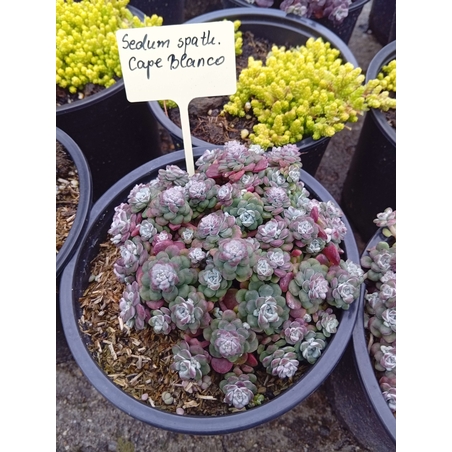 Sedum sp. Cape blanco