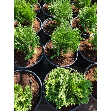 Thuja occidentalis ‘Tiny Tim’ (Туя Тайни Тим)