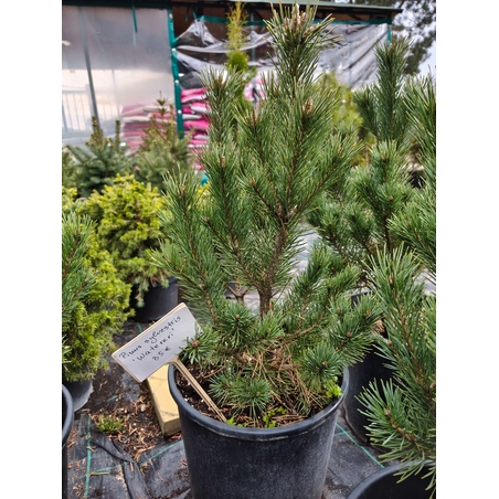 Pinus sylvestris Watereri