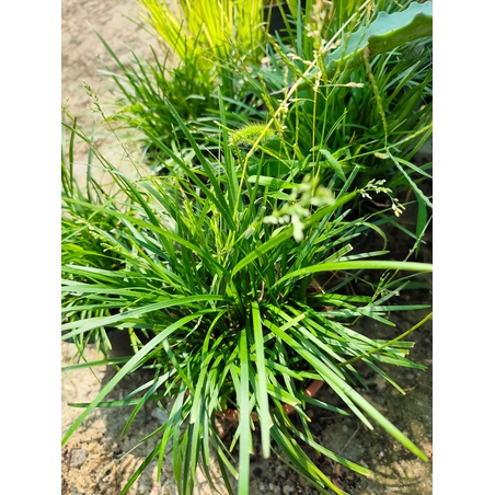 Carex sylvatica (Горска острица)