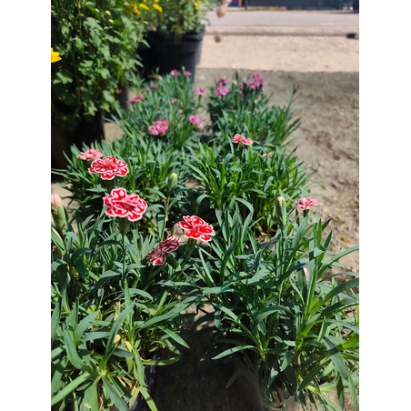 Dianthus (Градински карамфил)