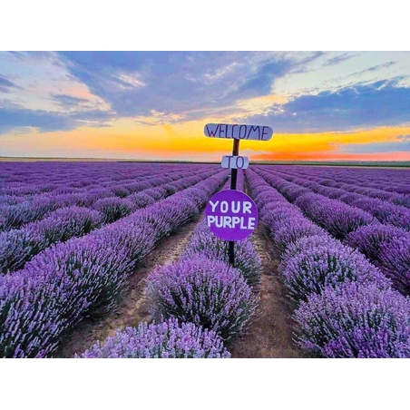 YOUR PURPLE Лавандулово поле