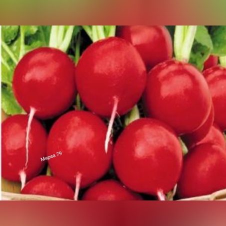 Репички/ Любими