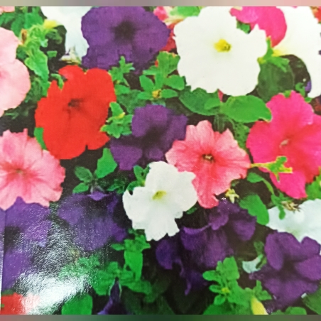 Петуния балконски микс