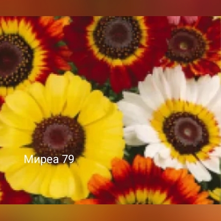 Хризантеми