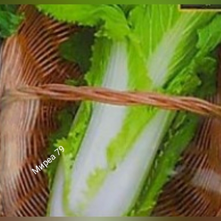 Китайско зеле Гранаат