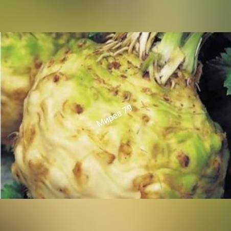 Целина главеста