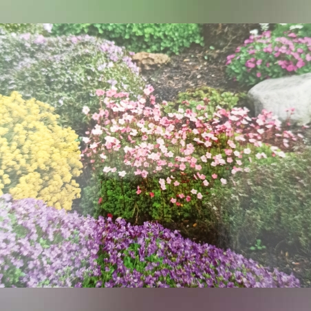 Микс за алпинеум